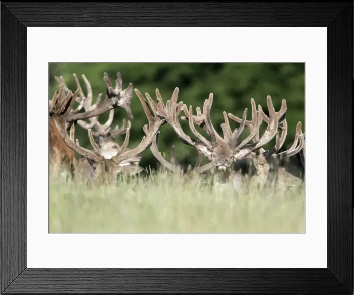 Framed Print : Red Deer - herd of stags resting - showing velvet covered antlers - Lower Saxony - Germany Framed Print : Red Deer - herd of stags resting - showing velvet covered antlers - Lower Saxony - Germany