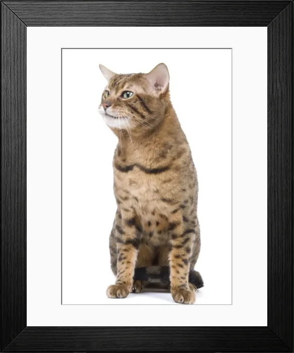 Framed Print : Cat - Bengal - Brown spotted in studio Framed Print : Cat - Bengal - Brown spotted in studio