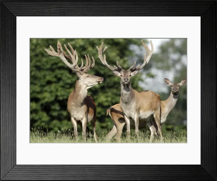 Framed Print : Red Deer - two stags in velvet and a hind - Lower Saxony - Germany Framed Print : Red Deer - two stags in velvet and a hind - Lower Saxony - Germany