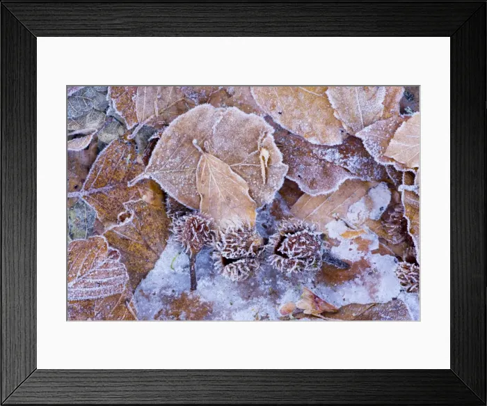Framed Print : Beechwood forest floor in winter, with fallen beech mast, France Framed Print : Beechwood forest floor in winter, with fallen beech mast, France