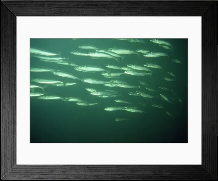 Framed Print : Mackerel - shoal - UK