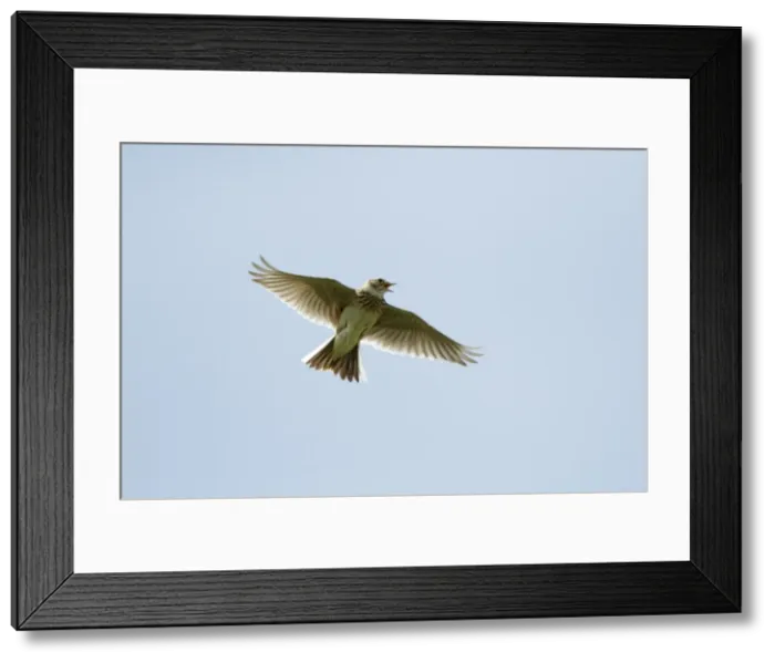 Framed Print : Skylark - in flight singing - Lower Saxony - Germany Framed Print : Skylark - in flight singing - Lower Saxony - Germany