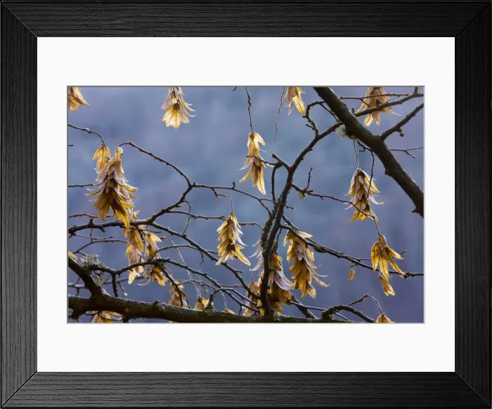 Framed Print : Fruits of hornbeam (Carpinus betulus) in winter, France Framed Print : Fruits of hornbeam (Carpinus betulus) in winter, France