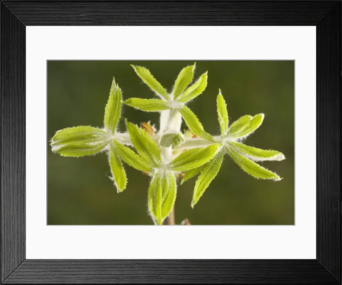 Framed Print : Horse-chestnut (Aesculus hippocastanum) leaves emerging in spring, Dorset Framed Print : Horse-chestnut (Aesculus hippocastanum) leaves emerging in spring, Dorset