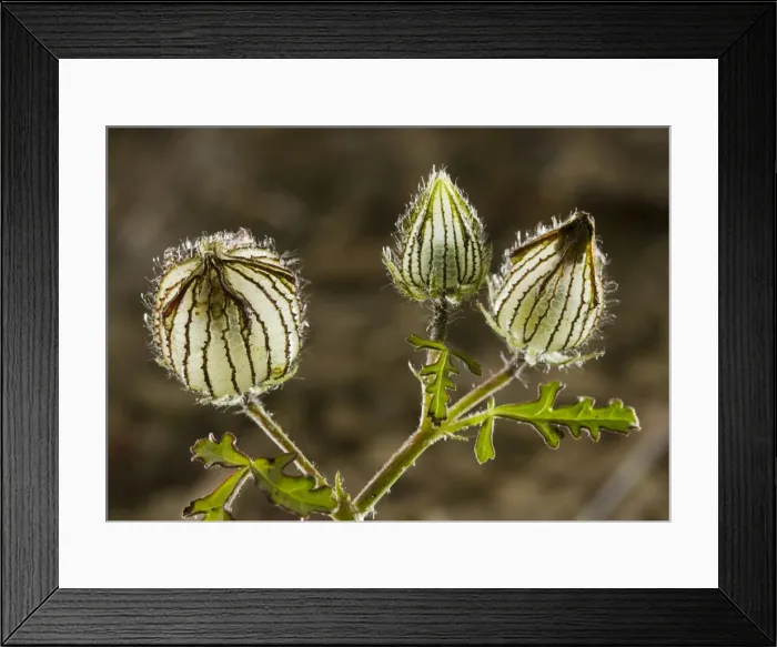 Framed Print : A wild hibiscus Hibiscus trionum in fruit. Cornfield weed in SE Europe. Romania Framed Print : A wild hibiscus Hibiscus trionum in fruit. Cornfield weed in SE Europe. Romania