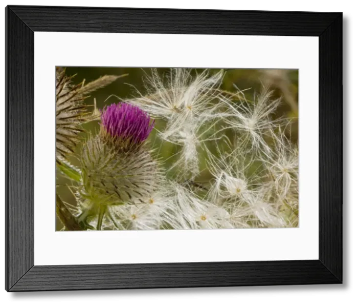 Framed Print : Woolly Thistle Cirsium eriophorum flower and seeds; autumn, Romania Framed Print : Woolly Thistle Cirsium eriophorum flower and seeds; autumn, Romania