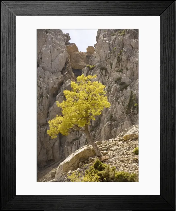 Framed Print : Cretan Maple Acer sempervirens in spring in the White Mountains, Crete Framed Print : Cretan Maple Acer sempervirens in spring in the White Mountains, Crete