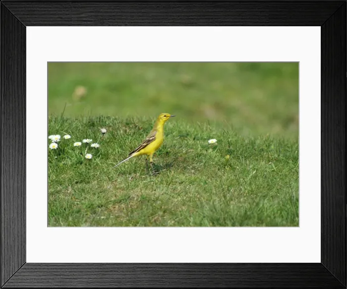 Framed Print : Yellow Wagtail Framed Print : Yellow Wagtail