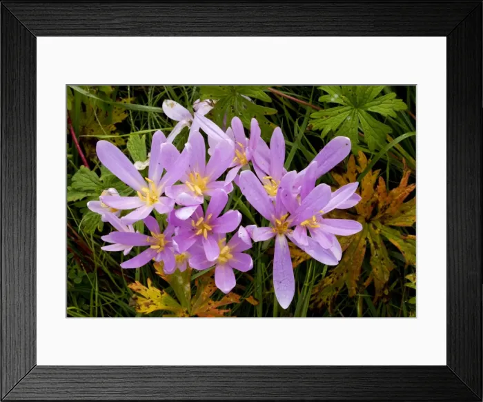 Framed Print : Meadow Saffron or Autumn Crocus, Colchicum autumnale in flower in hay meadow, with leaves of Meadow Cranesbill. Romania Framed Print : Meadow Saffron or Autumn Crocus, Colchicum autumnale in flower in hay meadow, with leaves of Meadow Cranesbill. Romania