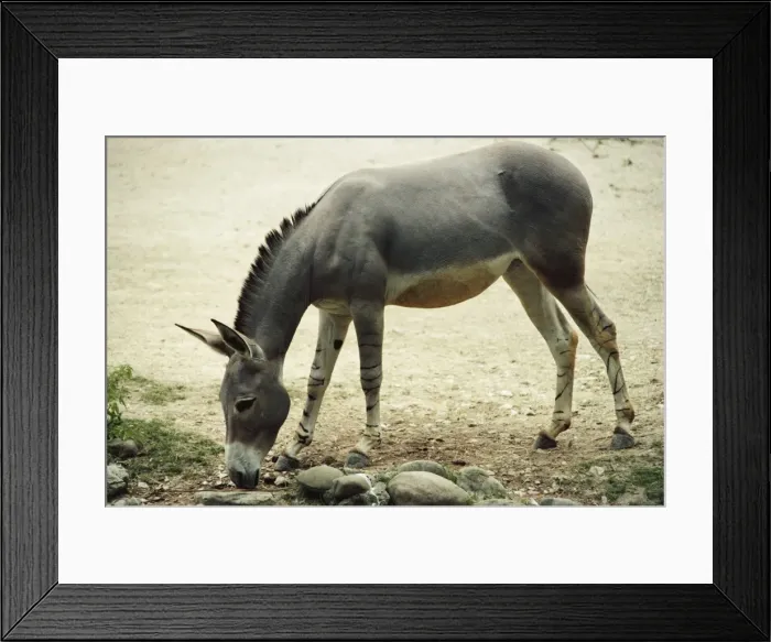 Framed Print : Somali Wild Ass - grazing - N. E. Africa Framed Print : Somali Wild Ass - grazing - N. E. Africa