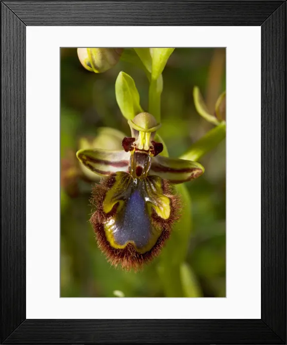 Framed Print : Mirror Orchid (Ophrys speculum) in flower; Andalucia, South-west Spain Framed Print : Mirror Orchid (Ophrys speculum) in flower; Andalucia, South-west Spain