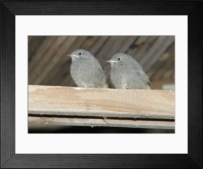 Framed Print : Redstart - two fledgelings sitting on roof beam - Hessen - Germany Framed Print : Redstart - two fledgelings sitting on roof beam - Hessen - Germany