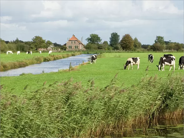 Frisian cows Meadow near farmhouse The Netherlands, Overijssel, Zwartsluis
