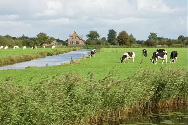 Frisian cows Meadow near farmhouse The Netherlands, Overijssel, Zwartsluis