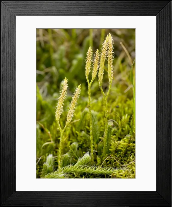 Framed Print : Stag's-horn Clubmoss Lycopodium clavatum with fertile cones bearing sporangia; autumn, Romania Framed Print : Stag's-horn Clubmoss Lycopodium clavatum with fertile cones bearing sporangia; autumn, Romania