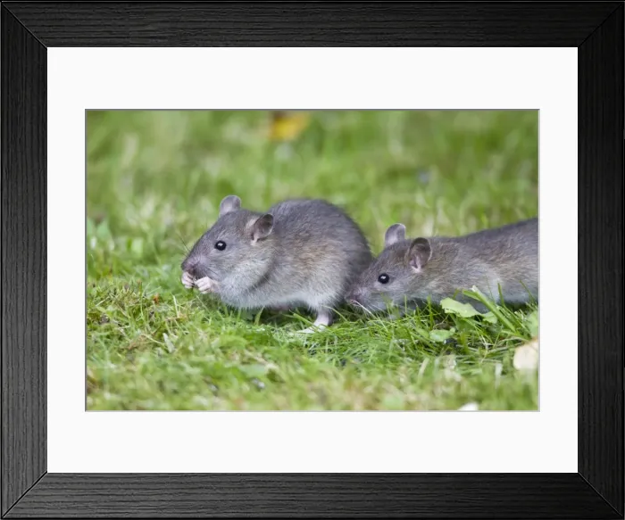 Framed Print : Brown Rat / Common Rat - two baby animals feeding on birdseed in garden - Lower Saxony - Germany Framed Print : Brown Rat / Common Rat - two baby animals feeding on birdseed in garden - Lower Saxony - Germany