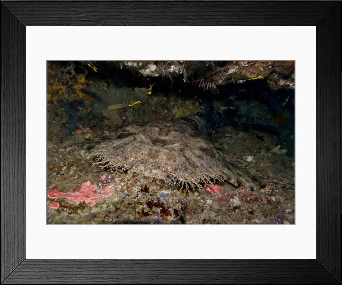 Framed Print : Tasselled Wobbygong - Raja Ampat - Indonesia Framed Print : Tasselled Wobbygong - Raja Ampat - Indonesia