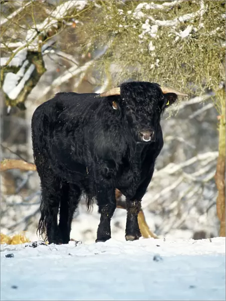 Aberdeen Angus Bull - in winter, Lower Saxony, Germany