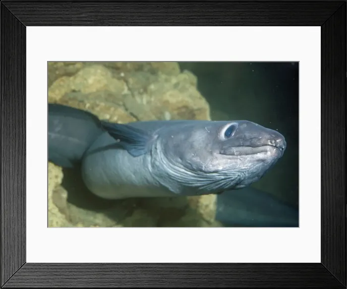 Framed Print : Conger Eel Framed Print : Conger Eel