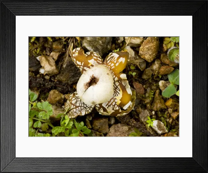 Framed Print : An Earth-star (Astraeus hygrometricus), Andalucia, South-west Spain Framed Print : An Earth-star (Astraeus hygrometricus), Andalucia, South-west Spain