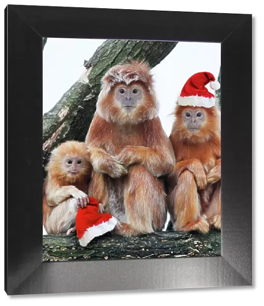 Ebony Leaf Monkey  /  Javan Langur - 2 adults and young with Christmas hats Digital Manipulation: Hats SU. Removed Monkey to the left