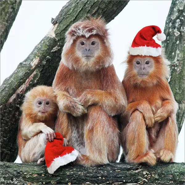 Ebony Leaf Monkey  /  Javan Langur - 2 adults and young with Christmas hats Digital Manipulation: Hats SU. Removed Monkey to the left