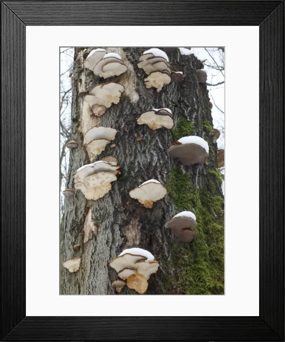 Framed Print : Artist's Fungus - coverd in snow, on beech tree, Lower Saxony, Germany Framed Print : Artist's Fungus - coverd in snow, on beech tree, Lower Saxony, Germany
