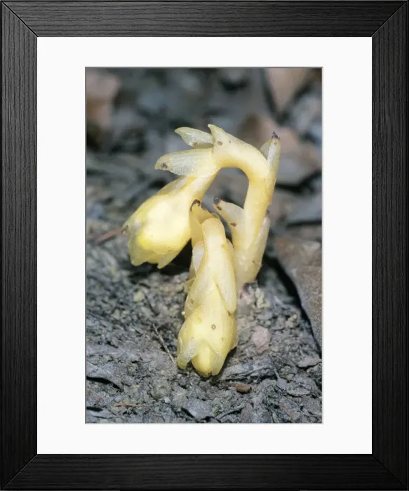 Framed Print : Yellow Bird's-nest - parasitic flowering plant, Lower Saxony, Germany Framed Print : Yellow Bird's-nest - parasitic flowering plant, Lower Saxony, Germany
