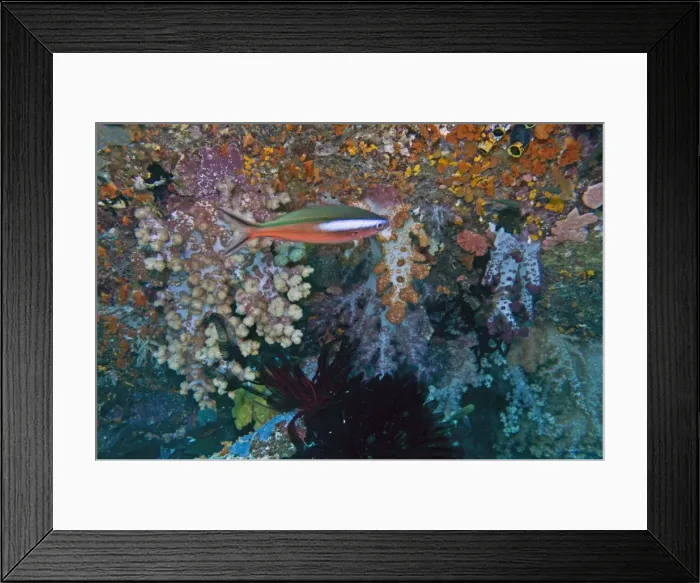 Framed Print : Dark-banded / Neon / Bluestreak Fusilier - Red phase - in coral - Indonesia Framed Print : Dark-banded / Neon / Bluestreak Fusilier - Red phase - in coral - Indonesia