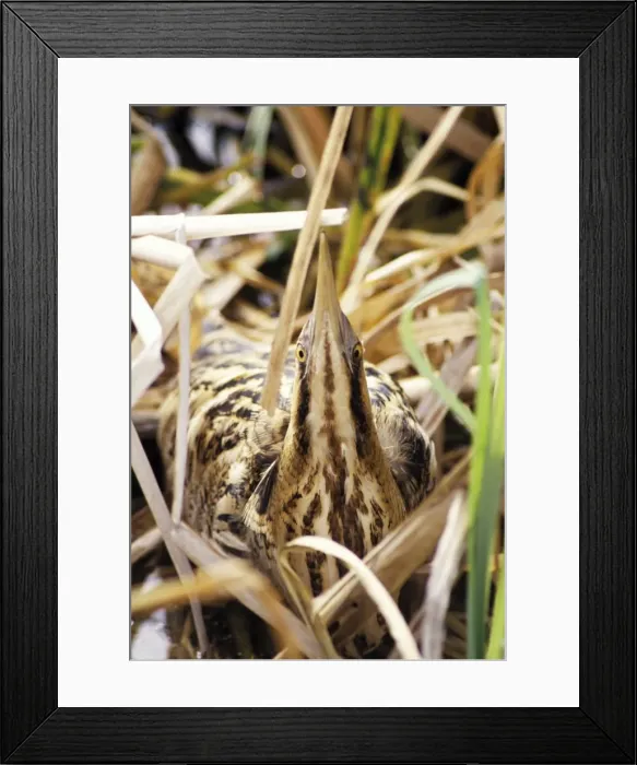 Framed Print : Bittern - hiding in reeds Framed Print : Bittern - hiding in reeds