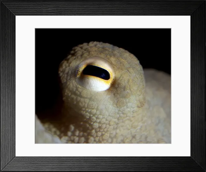Framed Print : Common Octopus - eye Framed Print : Common Octopus - eye