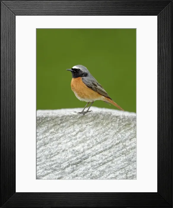 Framed Print : Redstart - male perched on gravestone - Hessen - Germany Framed Print : Redstart - male perched on gravestone - Hessen - Germany