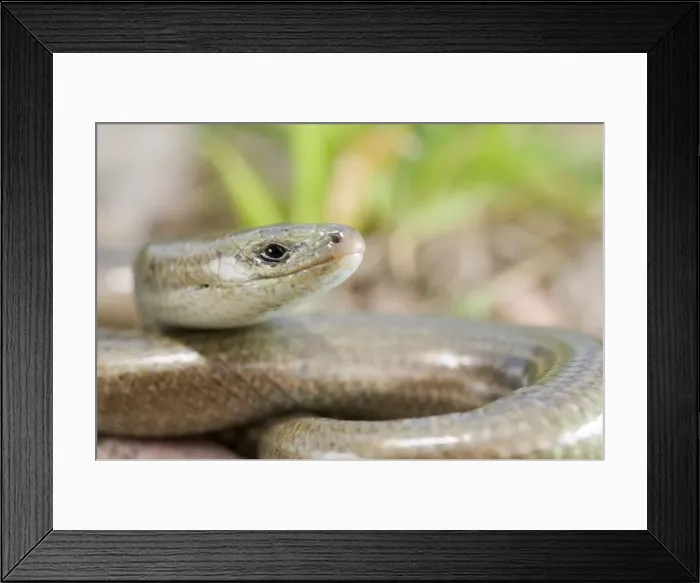 Framed Print : Three-toed Skink - Italy Framed Print : Three-toed Skink - Italy