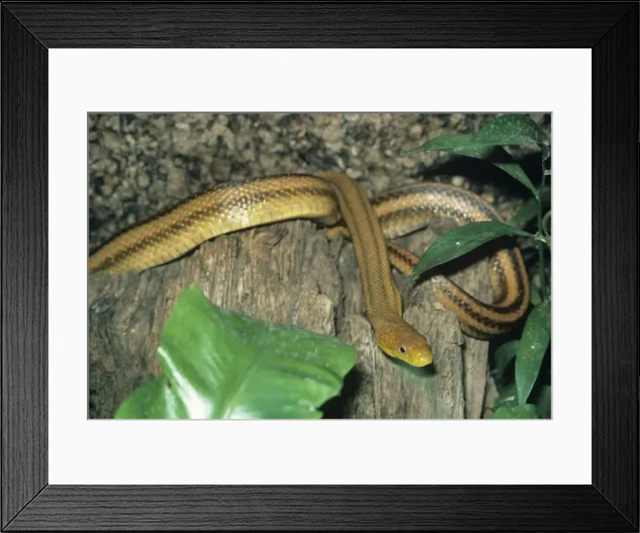 Framed Print : Four-lined Rat Snake - S. E. Europe & S. W. Asia Framed Print : Four-lined Rat Snake - S. E. Europe & S. W. Asia