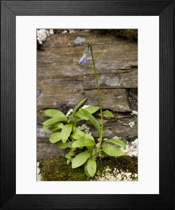 Framed Print : Arctic bellflower, (Campanula uniflora) Sweden