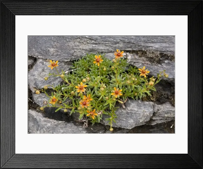 Framed Print : Yellow saxifrage, (Saxifraga aizoides) dark form. Sweden Framed Print : Yellow saxifrage, (Saxifraga aizoides) dark form. Sweden