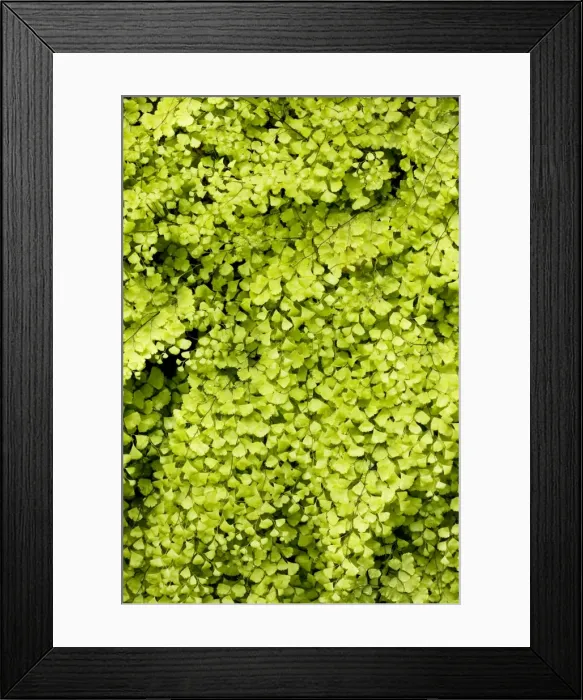 Framed Print : Maidenhair Fern (Adiantum capillus-veneris) growing by a spring, Andalucia, South-west Spain Framed Print : Maidenhair Fern (Adiantum capillus-veneris) growing by a spring, Andalucia, South-west Spain