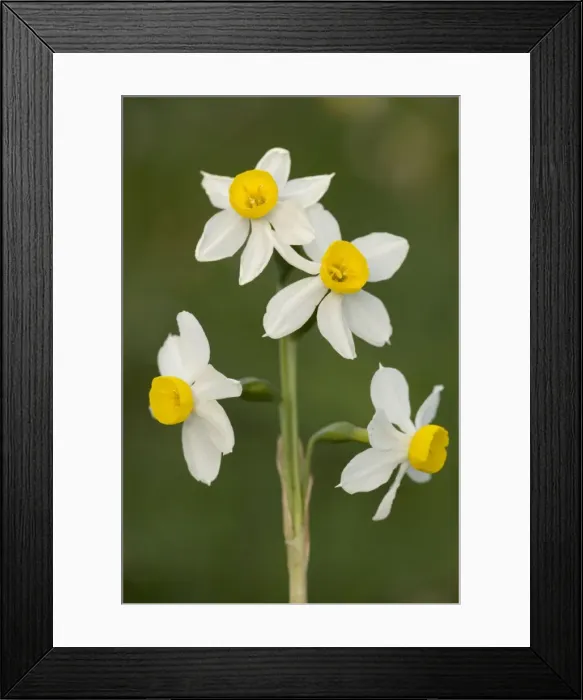 Framed Print : Bunch-flowered narcissus or polyanthus narcissus (Narcissus tazetta), Sicily Framed Print : Bunch-flowered narcissus or polyanthus narcissus (Narcissus tazetta), Sicily