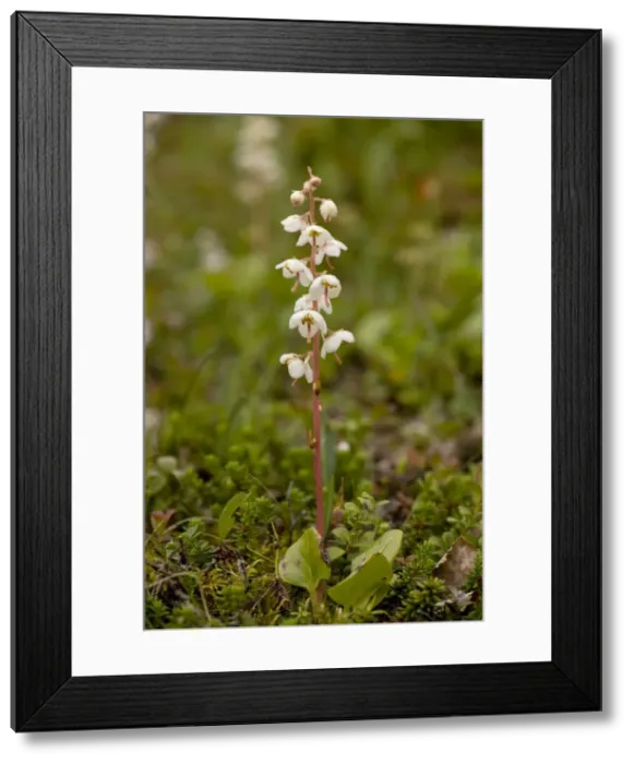 Framed Print : Norwegian wintergreen (Pyrola norvegica), Sweden Framed Print : Norwegian wintergreen (Pyrola norvegica), Sweden
