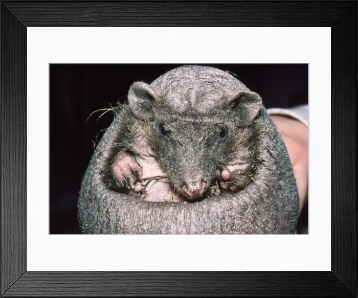 Framed Print : Alice The Naked Hedgehog Framed Print : Alice The Naked Hedgehog