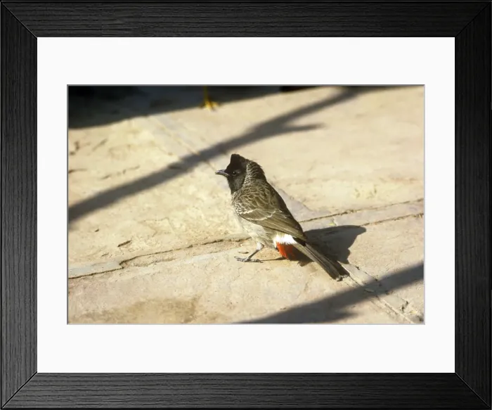 Framed Print : Red-vented Bulbul - Delhi - India Framed Print : Red-vented Bulbul - Delhi - India