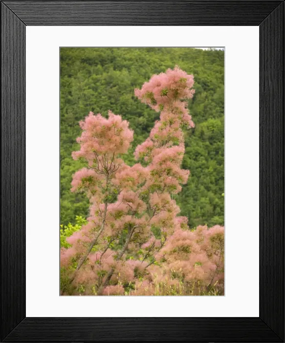 Framed Print : Smoke bush Cotinus coggygria in flower, north Greece Framed Print : Smoke bush Cotinus coggygria in flower, north Greece
