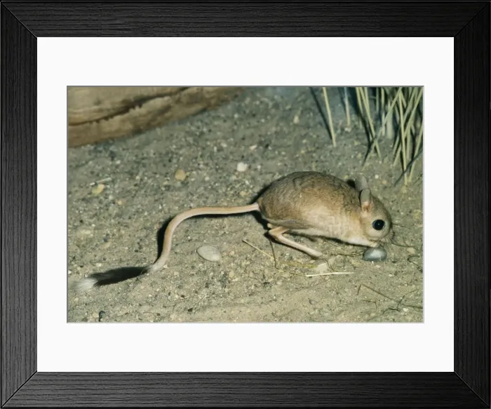 Framed Print : Greater Egyptian Jerboa PM 6785 North Africa. Jaculus orientalis © Pat Morris / ARDEA LONDON Framed Print : Greater Egyptian Jerboa PM 6785 North Africa. Jaculus orientalis © Pat Morris / ARDEA LONDON
