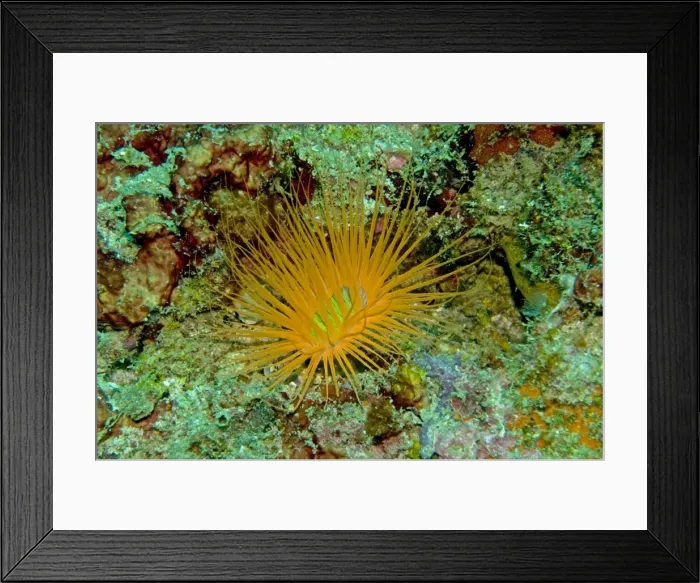 Framed Print : Tube Anemone - Normally coloured gray or off white - This anemone is a rare colour standing out like a beacon in 12 meters of water - Indonesia Framed Print : Tube Anemone - Normally coloured gray or off white - This anemone is a rare colour standing out like a beacon in 12 meters of water - Indonesia