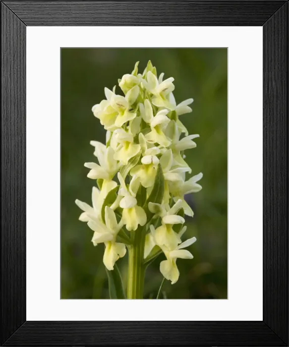 Framed Print : Roman Marsh Orchid (Dactylorhiza romana), Sicily. Yellow form Framed Print : Roman Marsh Orchid (Dactylorhiza romana), Sicily. Yellow form