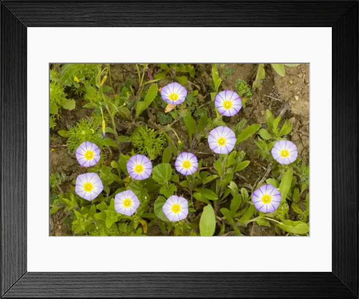 Framed Print : Three-coloured Bindweed (Convolvulus tricolor), in flower; Andalucia, South-west Spain Framed Print : Three-coloured Bindweed (Convolvulus tricolor), in flower; Andalucia, South-west Spain