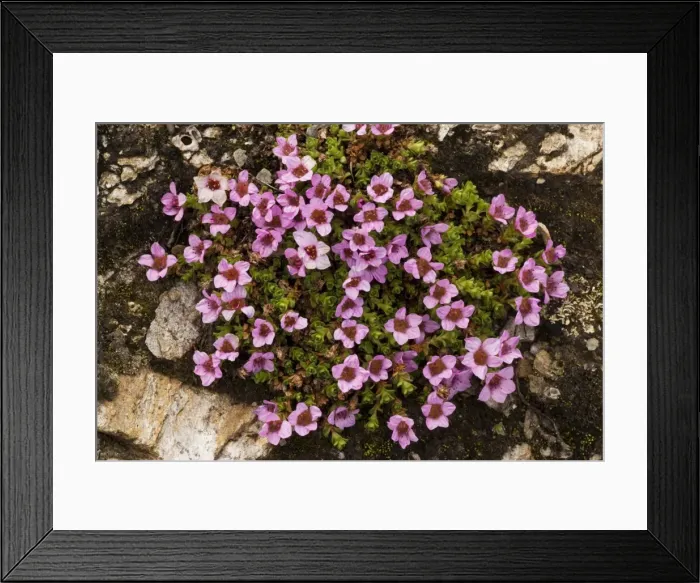 Framed Print : Purple saxifrage (Saxifraga oppositifolia). Mountain plant in UK Framed Print : Purple saxifrage (Saxifraga oppositifolia). Mountain plant in UK