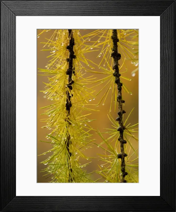 Framed Print : European larch: autumn foliage on a rainy day Framed Print : European larch: autumn foliage on a rainy day
