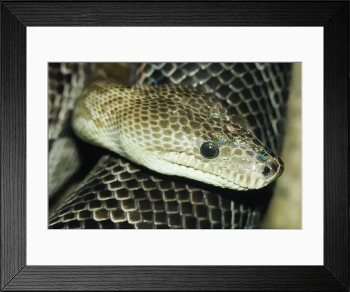 Framed Print : Cuban Boa. PM-6758. CUBAN BOA. Endangered sp. Framed Print : Cuban Boa. PM-6758. CUBAN BOA. Endangered sp.