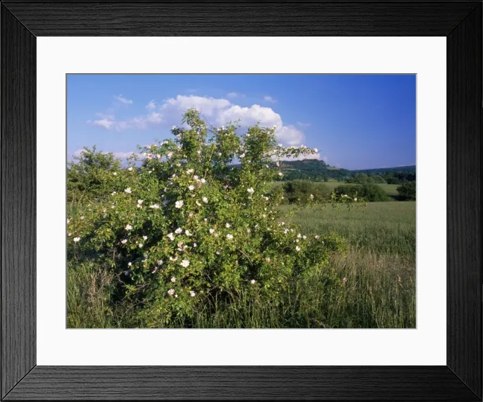 Framed Print : Dog Rose - in hedge Stirlingshire, UK Framed Print : Dog Rose - in hedge Stirlingshire, UK